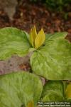 Photo: Trillium luteum 1.