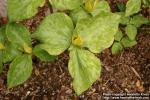 Photo: Trillium luteum 2.