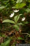 Photo: Trientalis europaea 3.