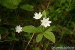 Photo: Trientalis europaea 4.