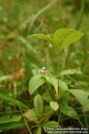 Photo: Trientalis europaea 5.