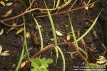 Photo: Trigonella foenum graecum 3.