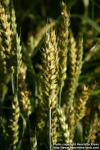 Photo: Triticum aestivum 6.