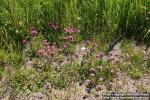 Photo: Trifolium pratense 5.