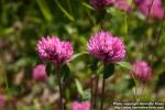 Photo: Trifolium pratense 7.