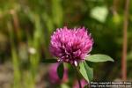 Photo: Trifolium pratense 8.