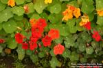 Photo: Tropaeolum majus 9.