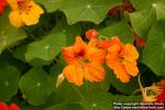 Photo: Tropaeolum majus 11.