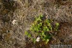 Photo: Trifolium repens 3.