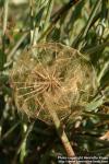 Photo: Tragopogon porrifolius 5.