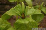 Photo: Trillium cuneatum 1.