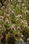 Photo: Trifolium arvense 1.