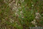 Photo: Trifolium arvense 3.