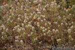 Photo: Trifolium arvense 4.