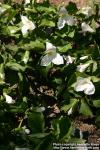 Photo: Trillium grandiflorum 8.