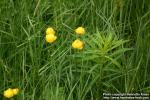 Photo: Trollius europaeus 8.