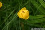 Photo: Trollius europaeus 9.