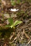 Photo: Trientalis europaea 7.