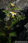 Photo: Tripleurospermum maritimum 2.