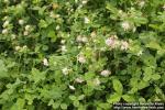 Photo: Trifolium resupinatum 6.