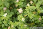 Photo: Trifolium resupinatum 7.