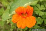 Photo: Tropaeolum majus 12.