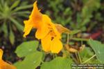 Photo: Tropaeolum majus 15.