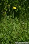 Photo: Tragopogon pratensis 7.