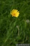 Photo: Tragopogon pratensis 8.