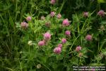 Photo: Trifolium pratense 12.