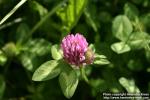 Photo: Trifolium pratense 14.