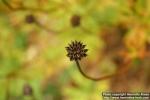 Photo: Trollius europaeus 12.