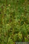 Photo: Trollius europaeus 13.