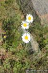 Photo: Tripleurospermum maritimum 5.