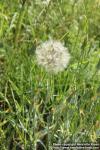 Photo: Tragopogon pratensis 10.