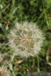 Photo: Tragopogon pratensis 11.