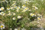 Photo: Tripleurospermum perforatum 4.