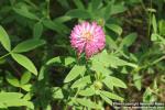 Photo: Trifolium medium 5.