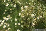 Photo: Tripleurospermum perforatum 8.