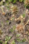 Photo: Trifolium stellatum 1.