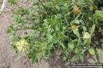 Photo: Trifolium pannonicum 3.