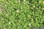 Photo: Trifolium fragiferum 0.