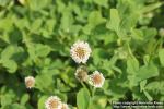 Photo: Trifolium fragiferum 1.