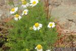 Photo: Tripleurospermum maritimum 11.