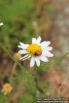 Photo: Tripleurospermum maritimum 14.