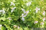 Photo: Trillium grandiflorum 09.