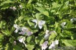 Photo: Trillium grandiflorum 10.