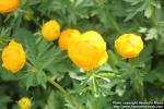 Photo: Trollius x cultorum 08.