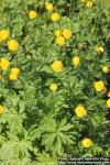 Photo: Trollius europaeus 14.