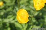 Photo: Trollius europaeus 15.